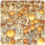 Псилоцибиновые (галлюциногенные)  грибы Psilocybin "Golden Teacher" в Невельске