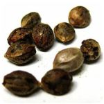 Семена марихуаны АК-47  (Seeds AK-47) в Невельске